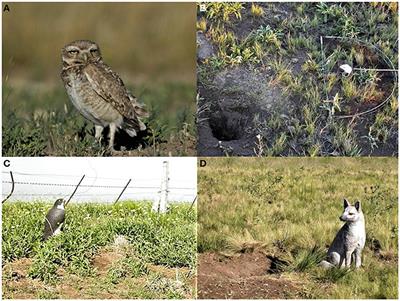 Behavioral Correlations Associated with Fear of Humans Differ between Rural and Urban Burrowing Owls